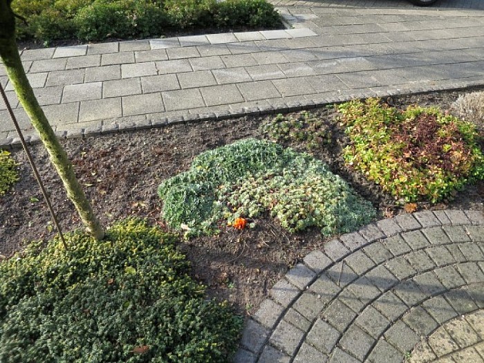 Zeldzame paddenstoel in Hoonhorster tuin - Foto: Wim