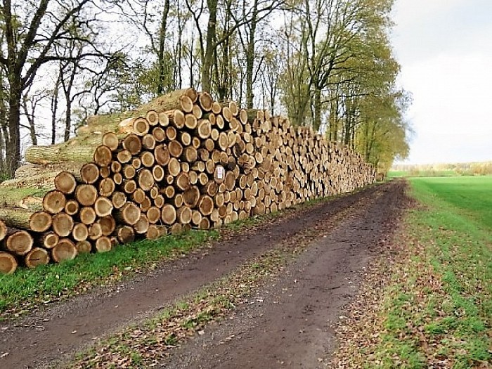 Houtkap aan de Rechterensedijk - Foto: Wim