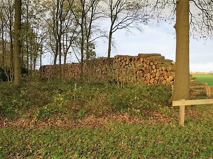 Houtkap aan de Rechterensedijk - Foto: Wim