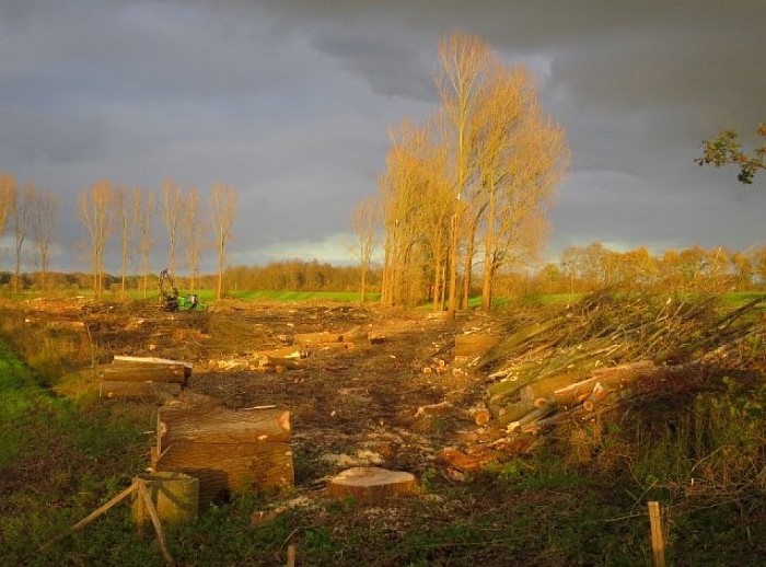 Houtkap aan de Rechterensedijk - Foto: Wim