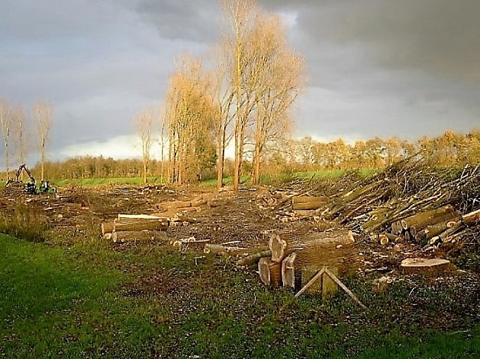 Houtkap aan de Rechterensedijk - Foto: Wim