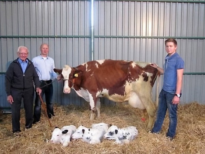 Drieling geboren in Hessum, nu ook foto’s - Foto: Eigen geleverde foto