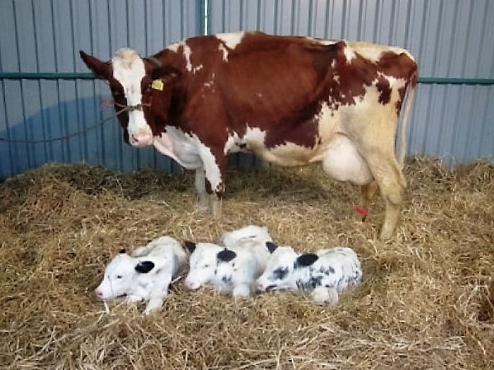 Drieling geboren in Hessum, nu ook foto’s - Foto: Eigen geleverde foto