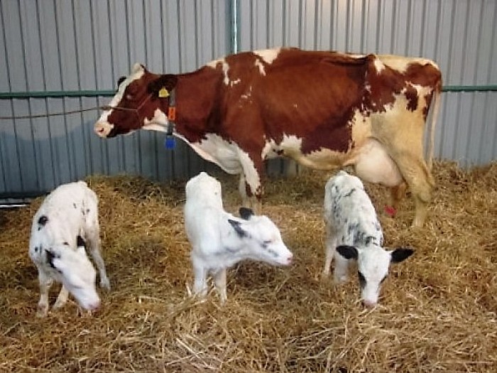 Drieling geboren in Hessum, nu ook foto’s - Foto: Eigen geleverde foto