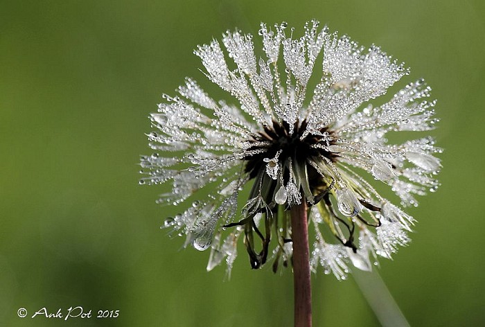 Foto van de maand November. - Foto: Ank Pot