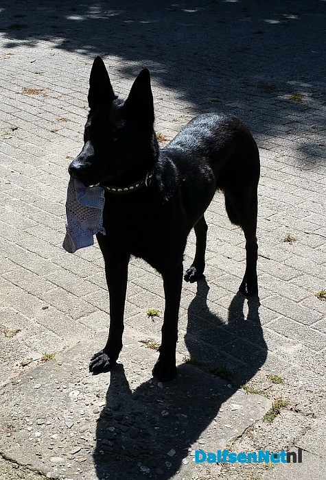 Hond vermist na aanrijding