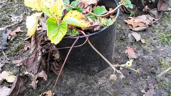 Voorjaar in Oosterdalfsen - Foto: Eigen geleverde foto