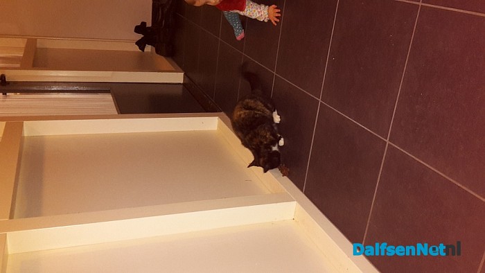 Wie is zijn kat kwijt??