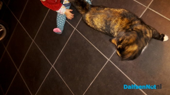 Wie is zijn kat kwijt??