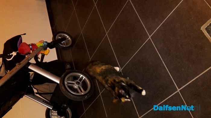 Wie is zijn kat kwijt??
