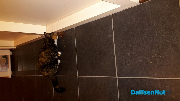 Wie is zijn kat kwijt??