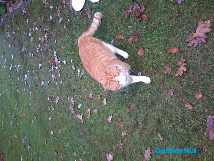 Wie mist een Rode kater ?