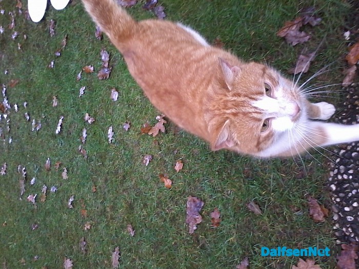 Wie mist een Rode kater ?