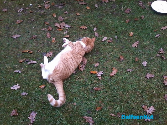 Wie mist een Rode kater ?