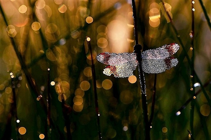 Groene Held wint WNF-Photo Award! - Foto: Eigen geleverde foto