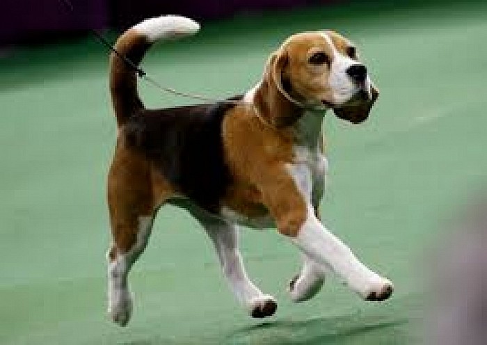 Hond Hugo kwijt