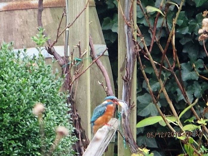 Geen ijs, maar wel een ijsvogeltje - Foto: Eigen geleverde foto