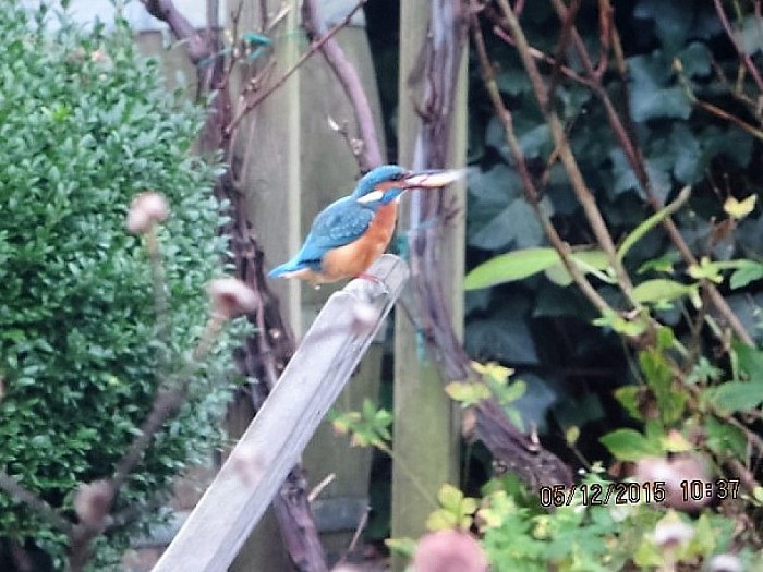 Geen ijs, maar wel een ijsvogeltje - Foto: Eigen geleverde foto