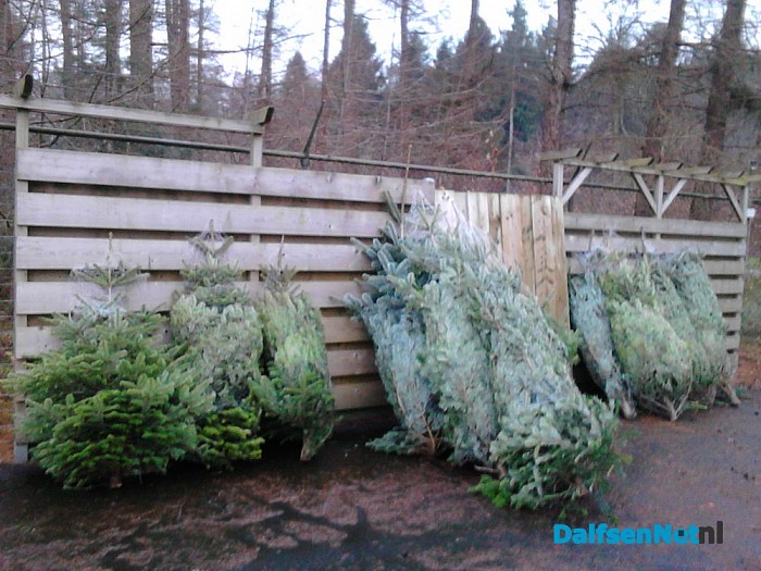 Kerstbomen gratis af te halen zolang de voorraad strekt