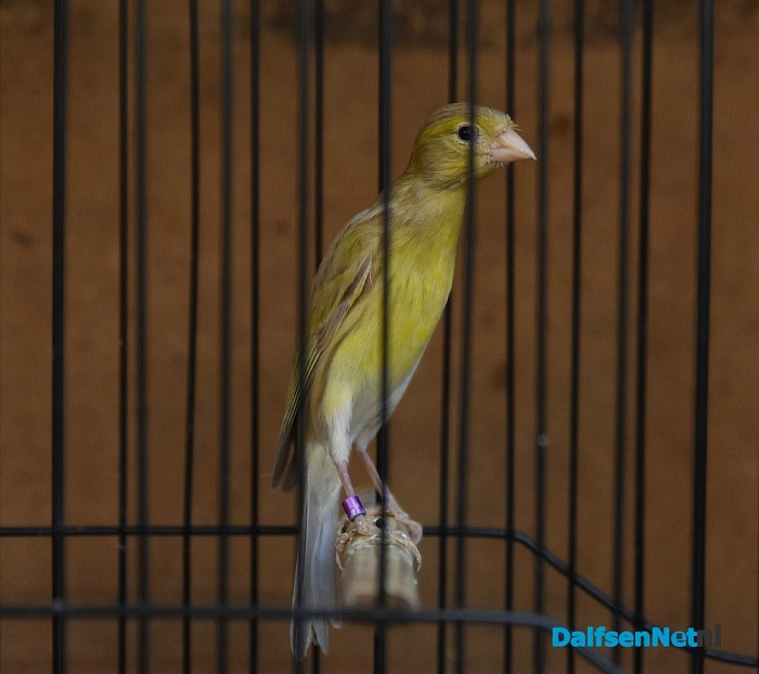 Vanaf vandaag in de Trefkoele + Grote regionale vogelshow - Foto: Johan Bokma
