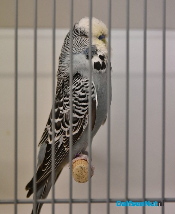 Vanaf vandaag in de Trefkoele + Grote regionale vogelshow - Foto: Johan Bokma