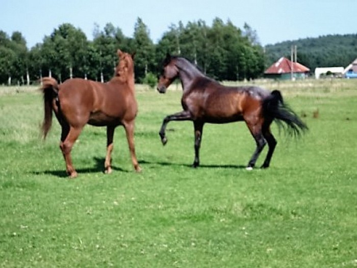 Rommelmarkt en paarden knuffelen - Foto: Eigen geleverde foto