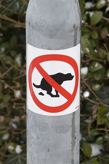 Hondenpoep een plaag! - Foto: Geert Bistervels