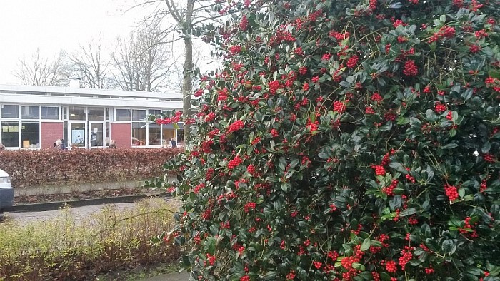 Strenge winter - Foto: Eigen geleverde foto