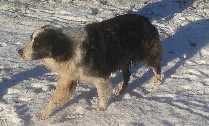 Hond gevonden en weer op de plek - Foto: Eigen geleverde foto