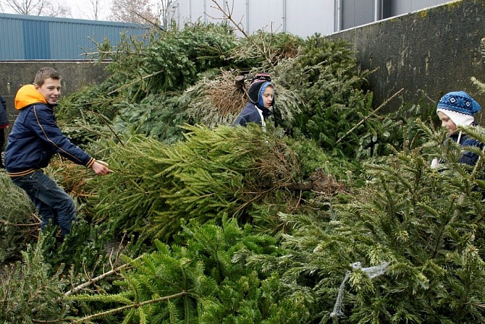 Kerstbomen inleveren - Foto: Paul Scholten