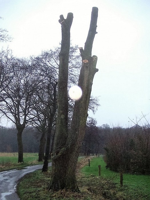 De “snoeiploeg” is weer volop bezig - Foto: Wim