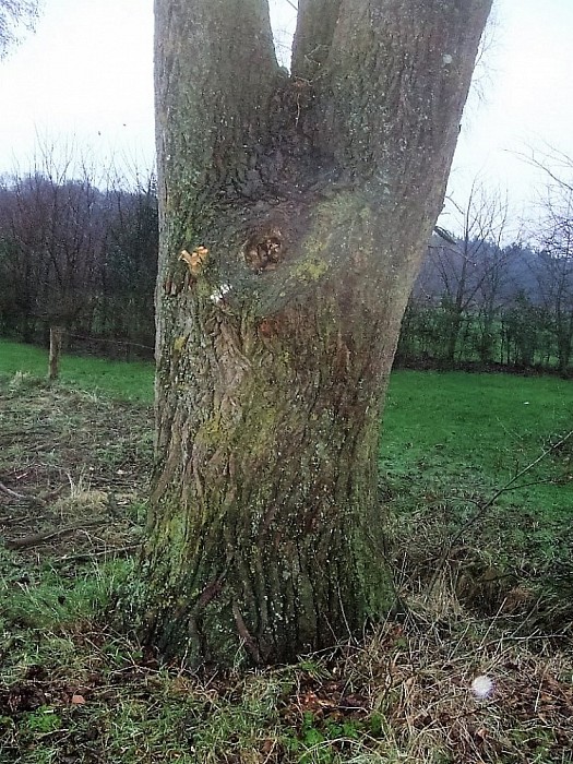 De “snoeiploeg” is weer volop bezig - Foto: Wim