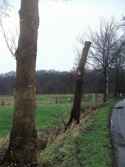 De “snoeiploeg” is weer volop bezig - Foto: Wim