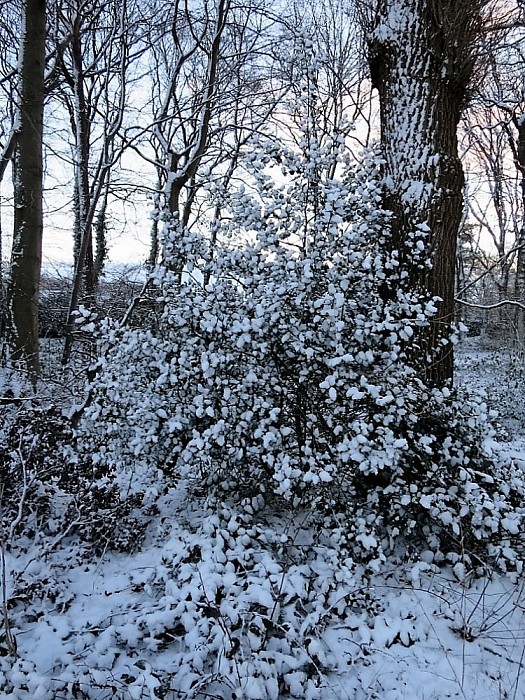 De eerste sneeuwfoto’s kunnen zomaar de laatsten zijn - Foto: Wim