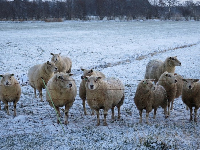 De eerste sneeuwfoto’s kunnen zomaar de laatsten zijn - Foto: Wim