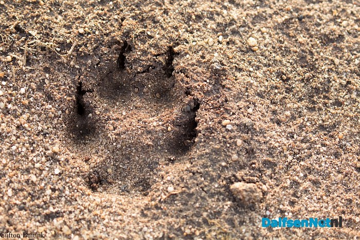 Otter op de Horte - Foto: Eigen geleverde foto