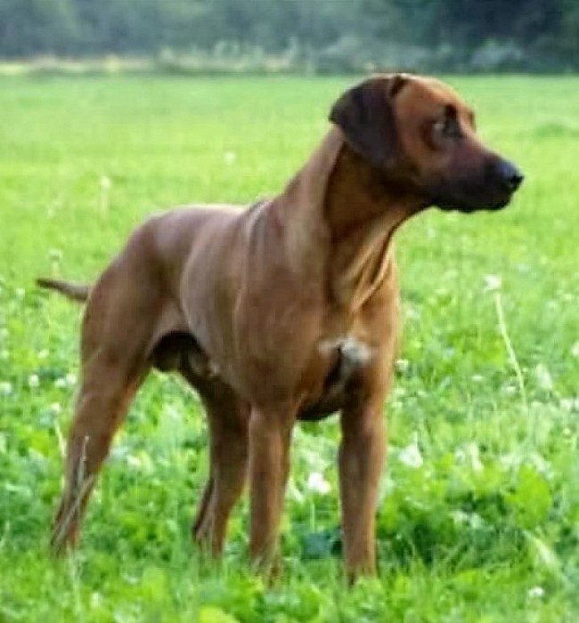 Hond vermist ( update ook al weer terrecht) - Foto: Eigen geleverde foto