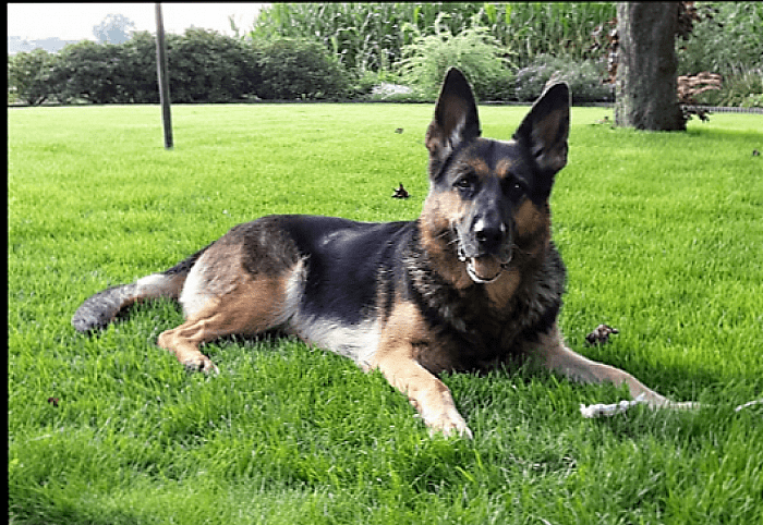 UPDATE: Hond Toska aan de wandel en weer terecht