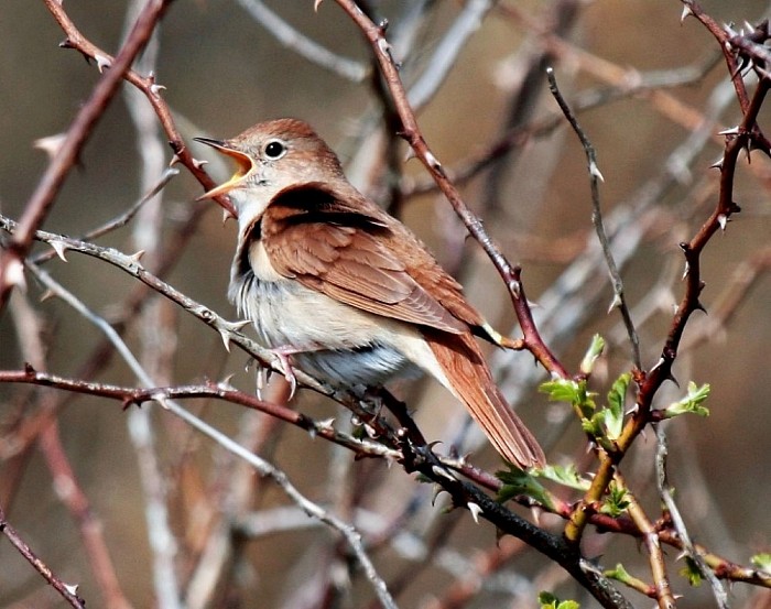 Leer vogels herkennen aan hun zang - Foto: Eigen geleverde foto