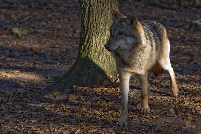 Wolf in gebied van Landschap Overijssel - Foto: Eigen geleverde foto