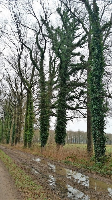Klimop is absoluut niet schadelijk voor bomen - Foto: Eigen geleverde foto