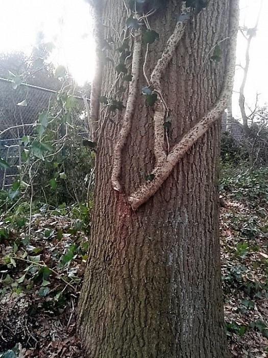 Klimop in de bomen - Foto: Eigen geleverde foto
