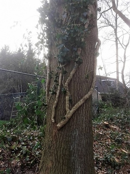 Klimop in de bomen - Foto: Eigen geleverde foto