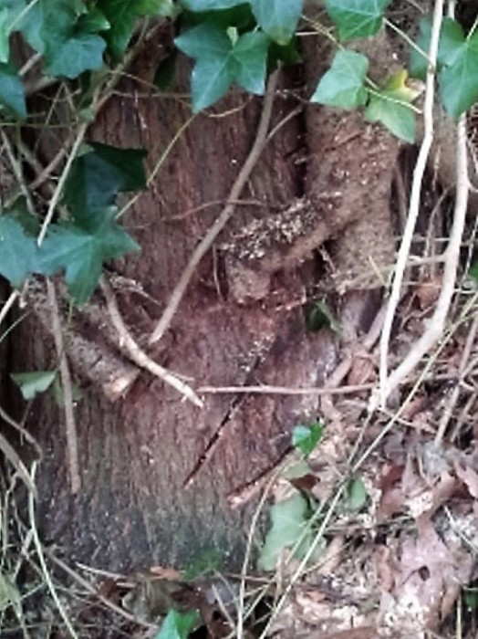 Klimop in de bomen - Foto: Eigen geleverde foto