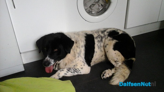 Hond aangetroffen met halsband