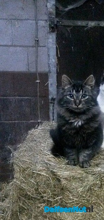 Vermist Noorse Boskat Pluis ( terecht)