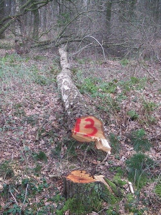 Zagen, zagen van wie is dat gemerkt hout aan de Millingersteeg - Foto: Wim