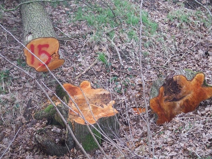 Zagen, zagen van wie is dat gemerkt hout aan de Millingersteeg - Foto: Wim