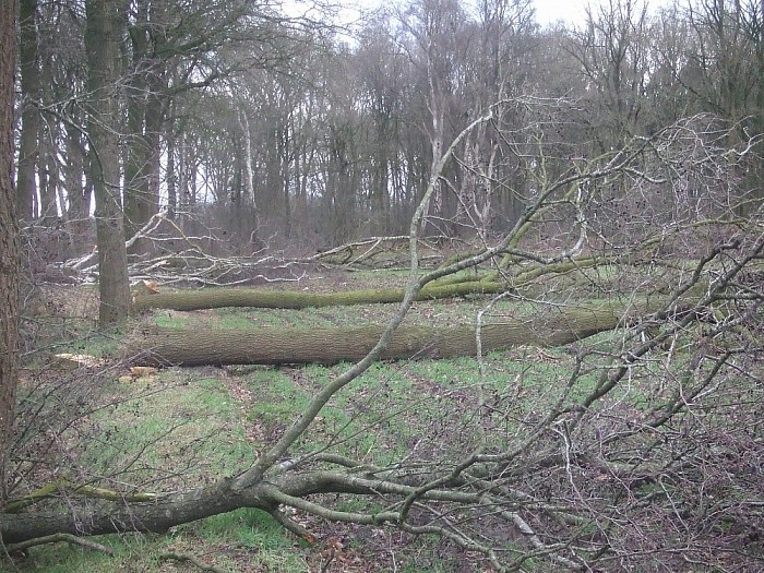 Zagen, zagen van wie is dat gemerkt hout aan de Millingersteeg - Foto: Wim