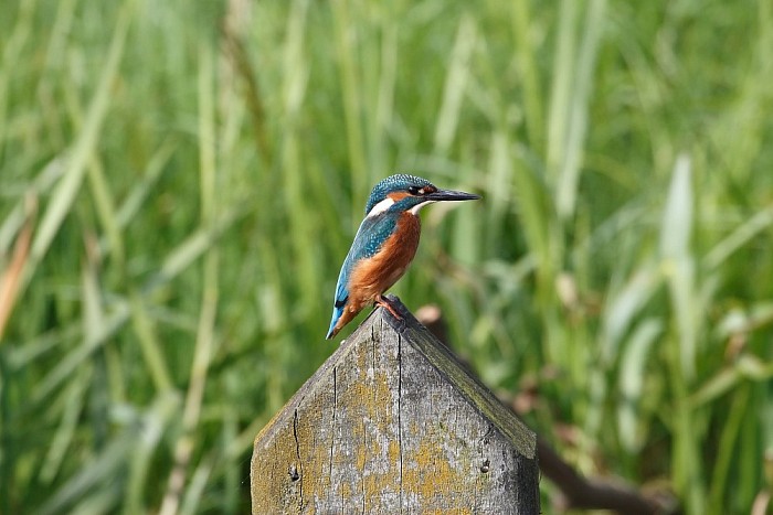 Eerste nestplaats ijsvogels klaar - Foto: Eigen geleverde foto